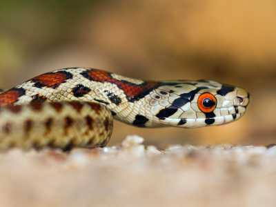 Vicinissimo � l�occhio vermiglio del colubro leopardino, il serpente con macchie nere, marroni e rosse che richiamano il mantello di un leopardo. A immortalare il rettile � stato Giovanni Pace a Barsento, localit� del territorio di Noci
